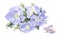 Lilac hydrangeas. Watercolor flowers isolated on a white background