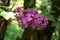 Lilac inflorescence, flowering branch of lilac on a bush