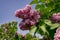 Lilac inflorescence, flowering branch of lilac on a bush