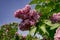 Lilac inflorescence, flowering branch of lilac on a bush