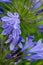 Lilac inflorescences of African Agapanthus in the garden