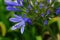 Lilac inflorescences of African Agapanthus in the garden