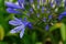 Lilac inflorescences of African Agapanthus in the garden