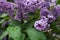 Lilac inflorescences among green leaves with raindrops