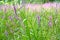 Lilac inflorescences of willow bush Lythrum salicaria L