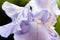 Lilac iris