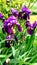 Lilac irises breathe rain