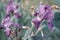 Lilac irises. Melancholy picture. A non-contrast photo.