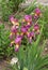 Lilac irises, spring flowers. Iris x hybrida