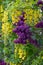 Lilac and laburnum trees grow in close proximity. Lilac tree has purple blooms in spring, and laburnum tree has yellow flowers.