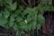 Lilac leaves eaten by insects