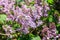 Lilac lilac flowers. Summer macrophoto