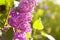 Lilac. Lilacs, syringa or syringe. Colorful purple lilacs blossoms with green leaves.