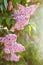 Lilac. Lilacs, syringa or syringe. Colorful purple lilacs blossoms with green leaves.