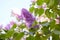 Lilac. Lilacs, syringa or syringe. Colorful purple lilacs blossoms with green leaves.