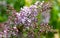 Lilac. Lilacs, syringa or syringe. Colorful purple lilacs blossoms with green leaves. Floral pattern. Lilac background texture