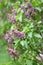 Lilac. Lilacs, syringa or syringe. Colorful purple lilacs blossoms with green leaves. Floral pattern. Lilac background texture