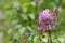 Lilac. Lilacs, syringa or syringe. Colorful purple lilacs blossoms with green leaves. Floral pattern. Lilac background texture