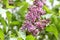 Lilac. Lilacs, syringa or syringe. Colorful purple lilacs blossoms with green leaves. Floral pattern. Lilac background texture