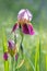 Lilac lilies blossom in front of blurred green background with blades of grass