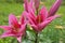 Lilac lilies on flower bed in garden