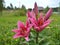 Lilac lilies on flower bed in garden