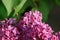 A lilac luck - flower with five petals among the four-pointed flowers of bright pink lilac Syringa of the `India` variety