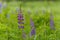 Lilac Lupin flower field closeup view summer time soft focus