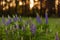 Lilac Lupin flower field closeup view summer time soft focus