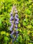 Lilac Lupin flowers grow in a field on a background of green grass