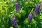 Lilac lupin flowers growing a bush shot at close range. Background from green leaves lupin and lilac flowers for