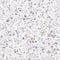 Lilac marble terrazzo flooring seamless pattern. Realistic vector floor texture