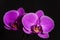 Lilac orchid, bouquet of orchids, water drops on petals
