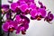 Lilac orchid, bouquet of orchids, water drops on petals