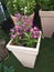 Lilac orchids in a vase at an exhibition