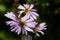 Lilac pale daisy spray flowers as well called Rhone Aster Sedifolius in summer meadow.