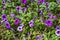 Lilac petunia flowers, in a city flower bed, among green grass