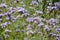 Lilac Phacelia blossoms on the field