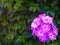Lilac phlox on a background of Parthenocissus