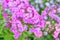 Lilac phlox bush many small flowers close up