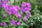 Lilac phlox flowers