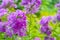 Lilac phlox on a green background