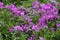 Lilac Phlox subulata Creeping Phlox - creeping plant with small pink flowers to decorate flower beds. Floral background