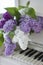 Lilac on piano close-up. White piano. Lilac bouquet several colors over Syringa vulgaris. Lilac flowers