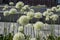 Lilac / pink Allium Onion Flower on blurred natural background in a summer garden