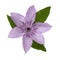 Lilac / pink Clematis flower on white