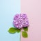 Lilac pink hydrangea flower on pastel blue and pink flat lay background. Mothers Day, Birthday, Valentines Day, Womens