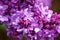 Lilac plant flowers and blossoms macro close up