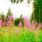 Lilac plants Ivan tea grow on a green field against a spruce forest in the afternoon in the Northern taiga