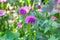 Lilac pompom dahlia in full bloom